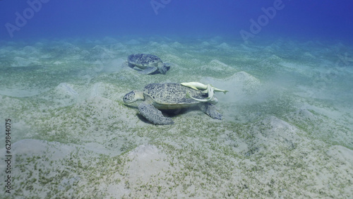 Two Sea turtles graze on the seabed eating green algae. Two Great Green Sea Turtle (Chelonia mydas) with Remorafish on shell eats Smooth ribbon seagrass (Cymodocea rotundata) Red sea, Egypt