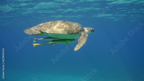 Great Green Sea Turtle (Chelonia mydas) swim in the blue ocean, Reda sea, Egypt photo