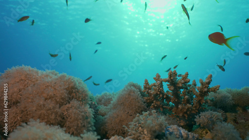 Morning time on the coral reef. Life on a coral reef at dawn. Tropical fish swims above the coral reef in the morning sunrays at sunrise, Red sea, Egypt © Andriy Nekrasov