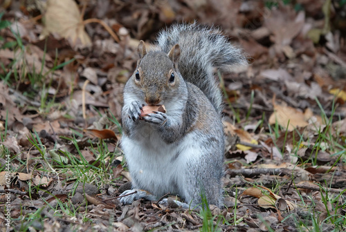 A closeup of a grey squirrel eating a nut in a park. 