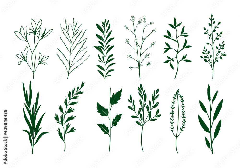 Obraz premium Set of hand drawn herbs. Vector illustration isolated on white background