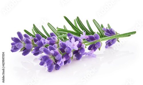 Lavender flowers isolated on white background 