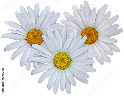Fototapeta trio de marguerites sur fond blanc