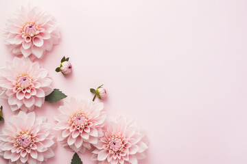 Beautiful Dahlia flowers on side of pastel pink background