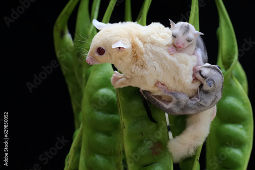 A mother sugar glider is looking for food in a twisted cluster bean while holding her two babies. This marsupial mammal has the scientific name Petaurus breviceps.