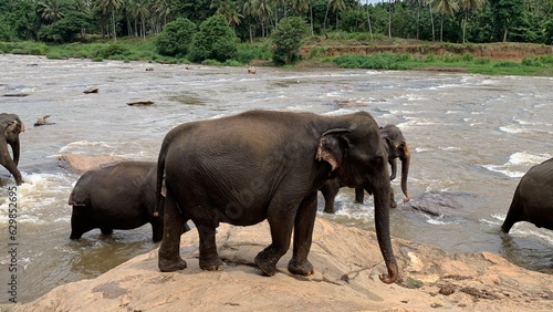 Canvas Print elephants in the river