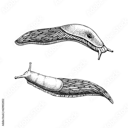 Slugs sketches set. Hand drawn wildlife design element in engraved style. Animal drawing isolated on white background. Shell-less mollusk vector illustration