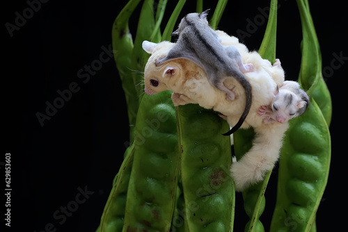 Fototapeta Naklejka Na Ścianę i Meble -  A mother sugar glider is looking for food in a twisted cluster bean while holding her two babies. This marsupial mammal has the scientific name Petaurus breviceps.