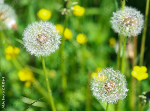 dandelion in the meadow close up