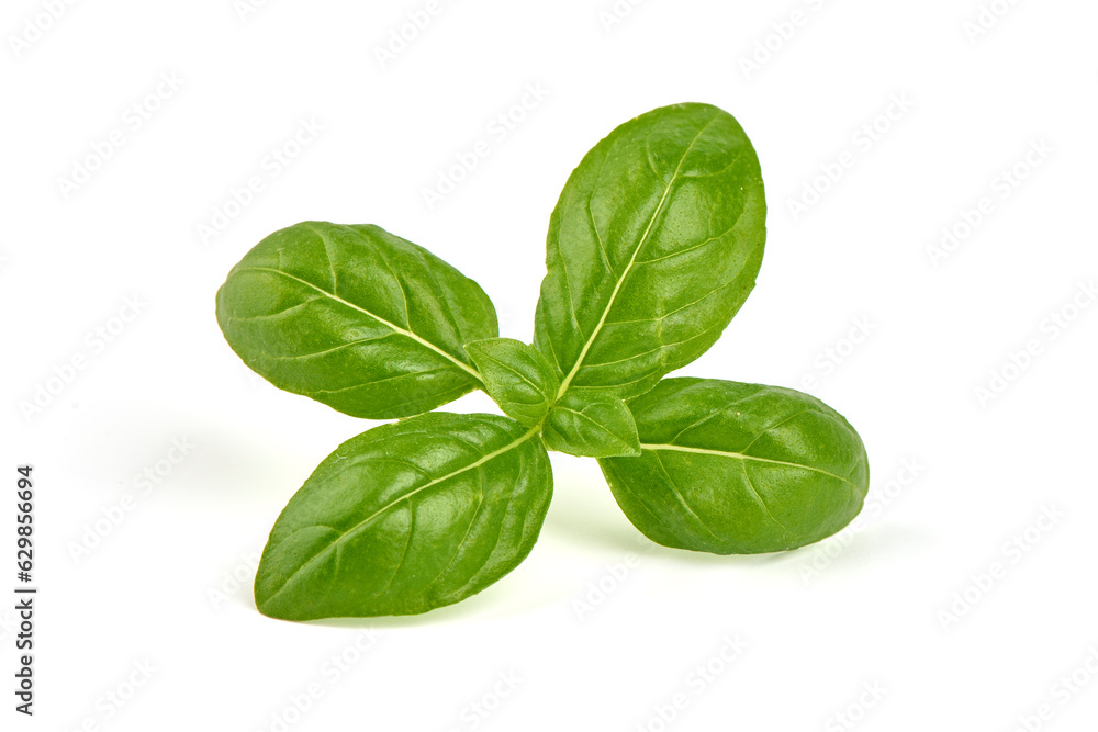 Fresh organic basil leaves, isolated on white background. Fresh organic basil leaves, isolated on white background.