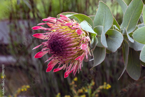 Protea (Protea eximia), South Africa. They come from southern southern Africa photo