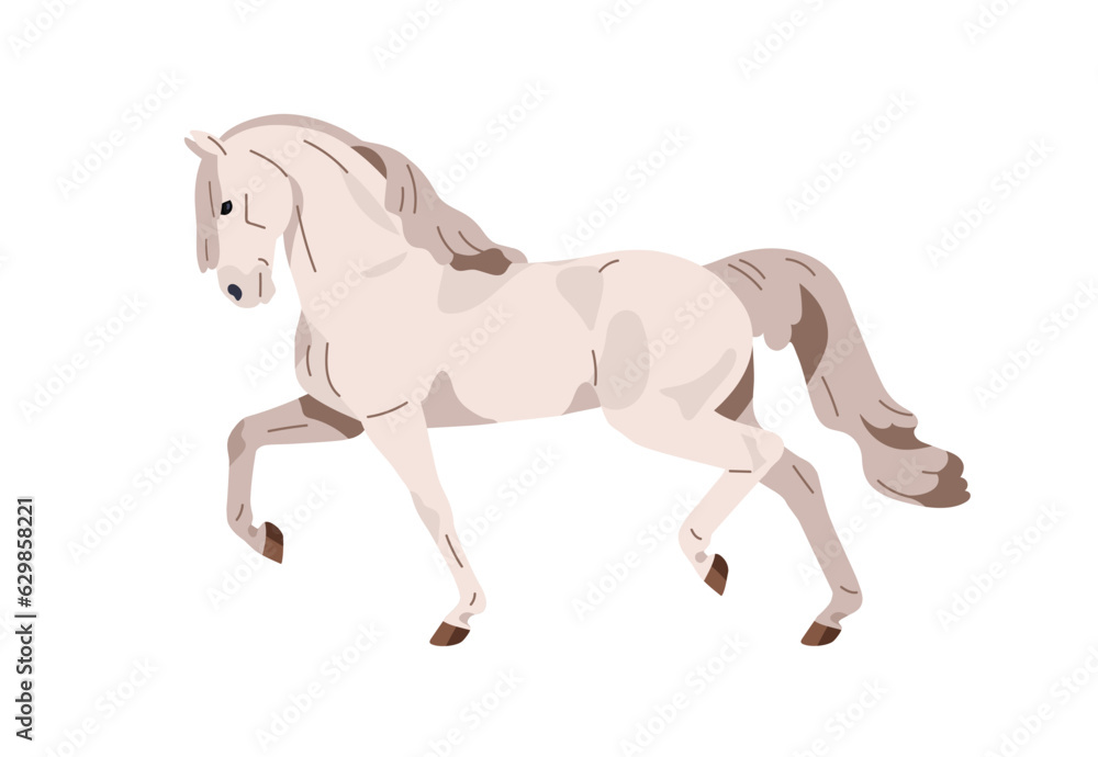 Andalusian horse trotting. Equine animal of Spanish breed. Stallion profile in action, movement, gait, side view. Graceful beautiful steed. Flat vector illustration isolated on white background Andalusian horse trotting. Equine animal of Spanish breed. Stallion profile in action, movement, gait, side view. Graceful beautiful steed. Flat vector illustration isolated on white background