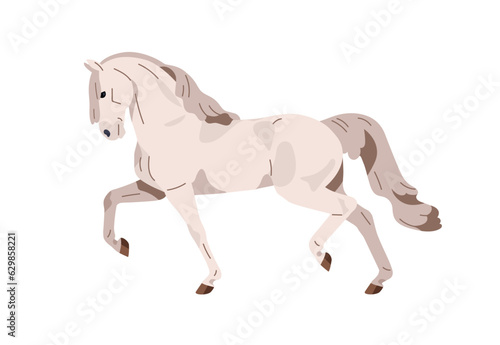 Andalusian horse trotting. Equine animal of Spanish breed. Stallion profile in action, movement, gait, side view. Graceful beautiful steed. Flat vector illustration isolated on white background