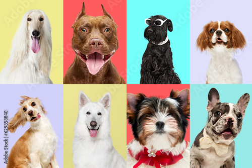 Creative collage made of different breeds of dogs posing against multicolored background. Positive, happy, cute dogs looking ar camera. Concept of animal life, pet friend, care, vet, ad