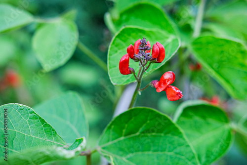 Green bean plant with red flowers in a garden 