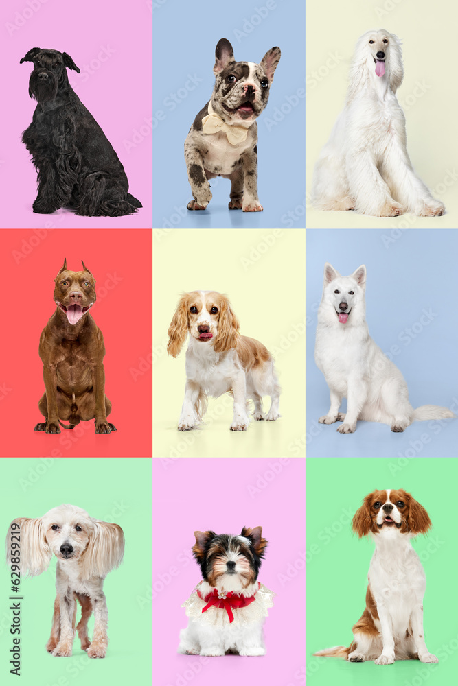 Creative collage made of different breeds of dogs. Full-length images of purebred dogs sitting against multicolored background. Happy and delightful. Concept of animal life, pet friend, care, vet, ad