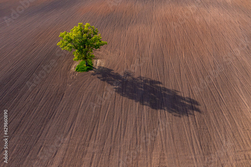 top down view on a lone tree in the middle of a cultivated field  field with tractor tracks  copy space