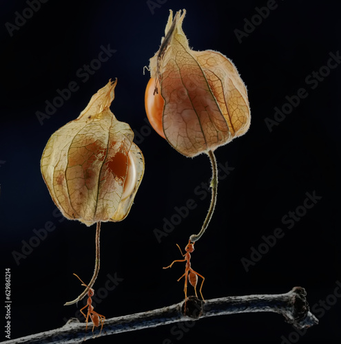 Concept photo of two weaver ants lifting wild plant fruit. This bright red ant has the scientific name Oecophylla smaradigna. photo