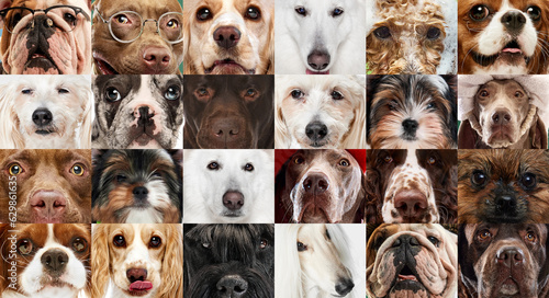 Creative collage made of different breeds of dogs. Close-up of purebred dogs muzzles looking at camera. Cute noses. Concept of animal life, pet friend, care, vet, ad