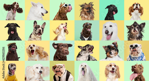 Creative collage made of different breeds of dogs. Purebred funny dogs with accessories posing against multicolored background. Concept of animal life, pet friend, care, vet, ad
