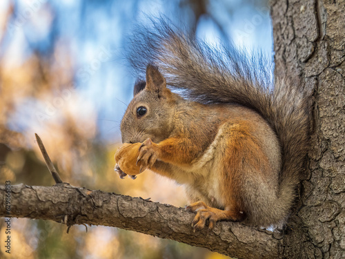 The squirrel with nut sits on tree in the autumn. Eurasian red squirrel, Sciurus vulgaris.