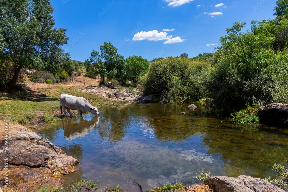 Mountain landscape with trees, blue sky with white clouds, a lake and a cow drinking water from the river. Farm animals. White-skinned cow drinks water on the river bank.