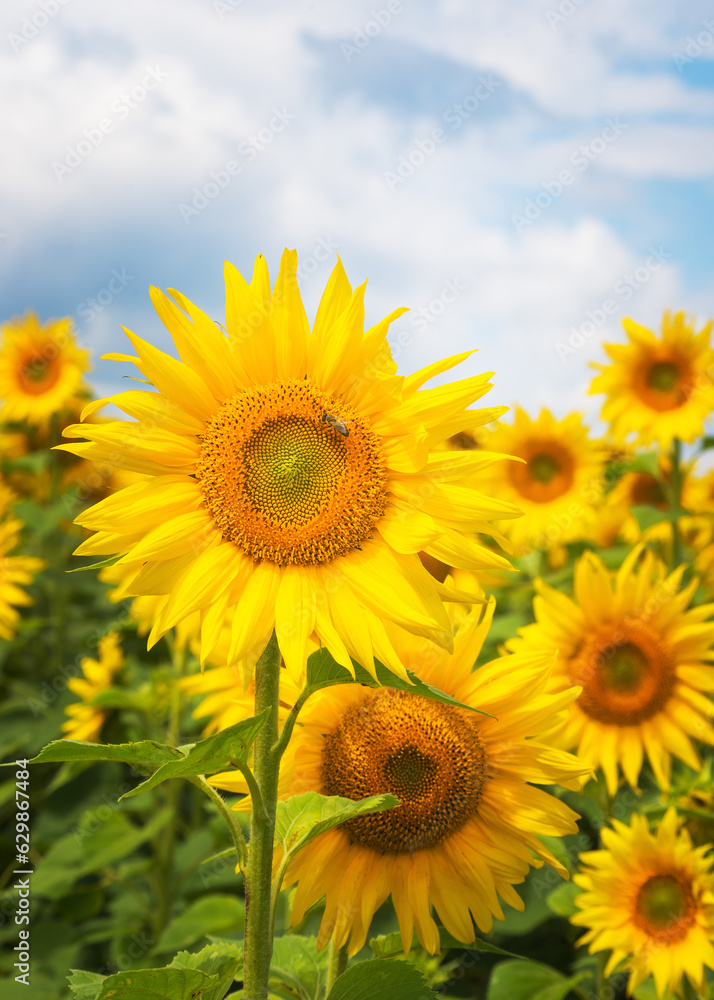 field of sunflowers portrait mode