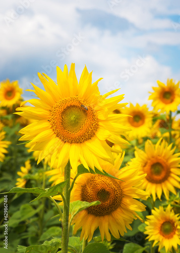 field of sunflowers portrait mode