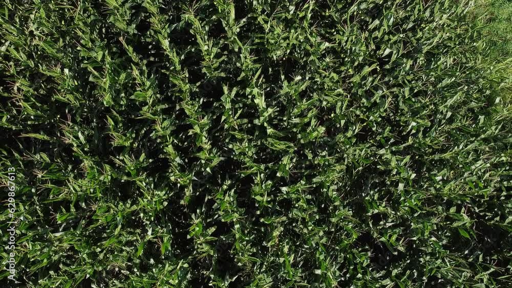 Turning zenith aerial zoom out on a corn field from close to far Turning zenith aerial zoom out on a corn field from close to far