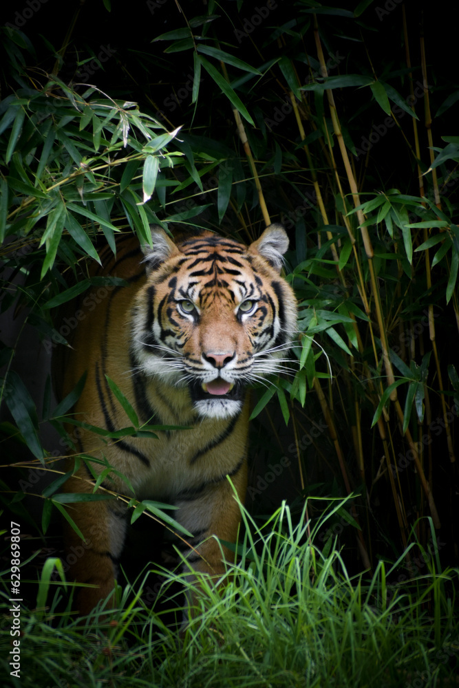 Fototapeta premium Prowling Tiger