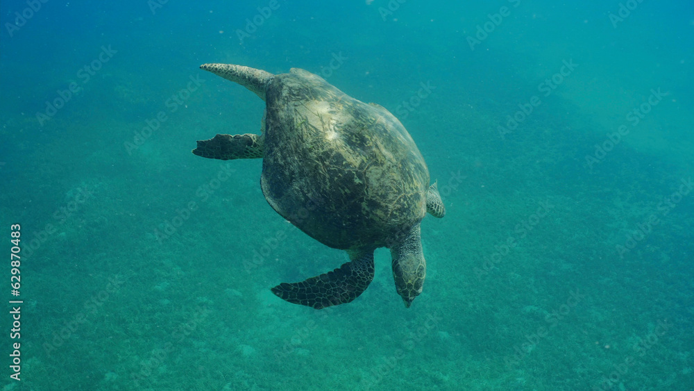 Very old-aged male Hawksbill Sea Turtle or Bissa (Eretmochelys imbricata) swim in blue water column on sunny day, Red sea, Safaga, Egypt Very old-aged male Hawksbill Sea Turtle or Bissa (Eretmochelys imbricata) swim in blue water column on sunny day, Red sea, Safaga, Egypt