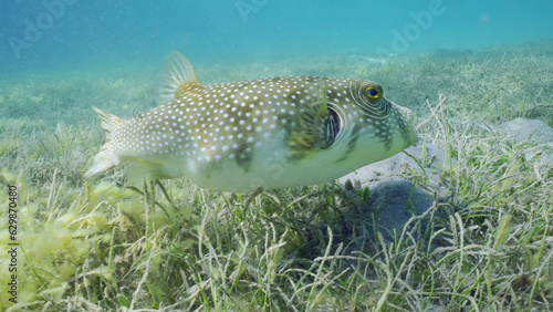 Broadbarred Toadfish or White-spotted puffer (Arothron hispidus) swims over seagrass bed among Round Leaf Sea Grass or Noodle seagrass (Syringodium isoetifolium) in evening, Red sea, Safaga, Egypt