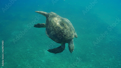 Very old-aged male Hawksbill Sea Turtle or Bissa (Eretmochelys imbricata) swim in blue water column on sunny day, Red sea, Safaga, Egypt © Andriy Nekrasov