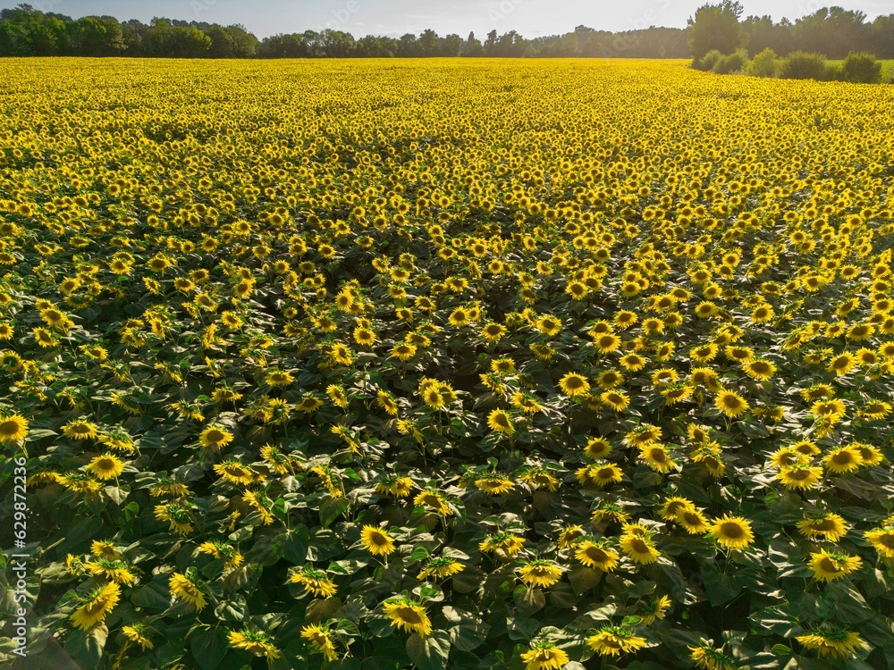 Obraz premium Sunset Aerial View Sunflower field, High quality 4k photo