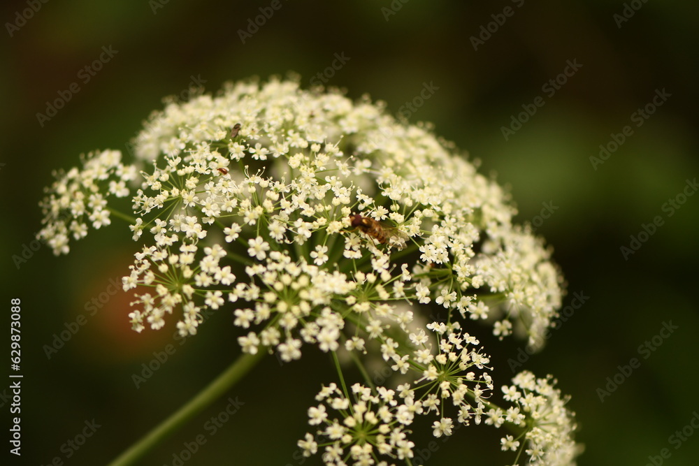 Obraz premium Pimpinella peregrina. Slovakia. Slovensky raj. July 2023