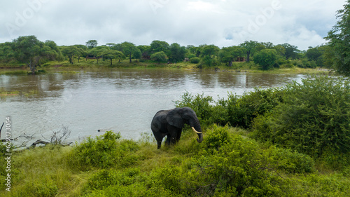 Aerial view of Elephant in Nyerere national Park in Rifuji Tanzania photo