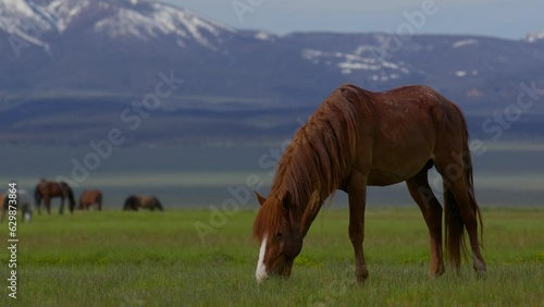 Closeup of wild mustang horse grazing in a green field during spring with Eastern Sierra Mountains in the background in California