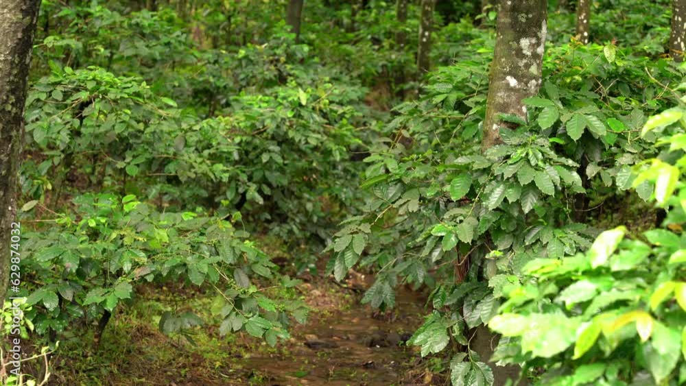 View of a Coffee plantation near chikkamagaluru. India View of a Coffee plantation near chikkamagaluru. India