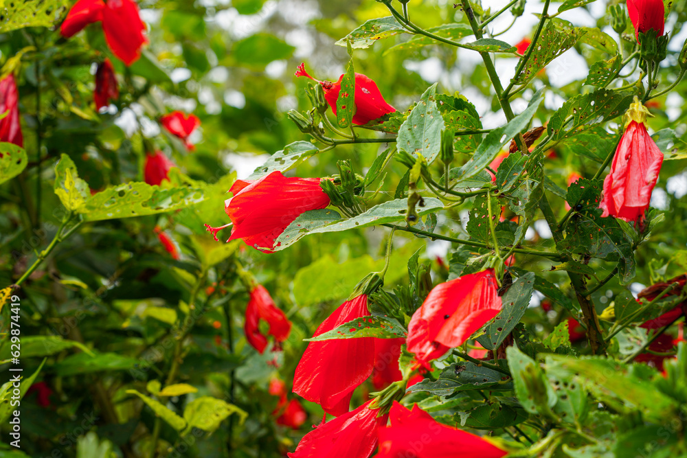 red flower of China rose, rose of Sharon, hardy hibiscus, rose mallow