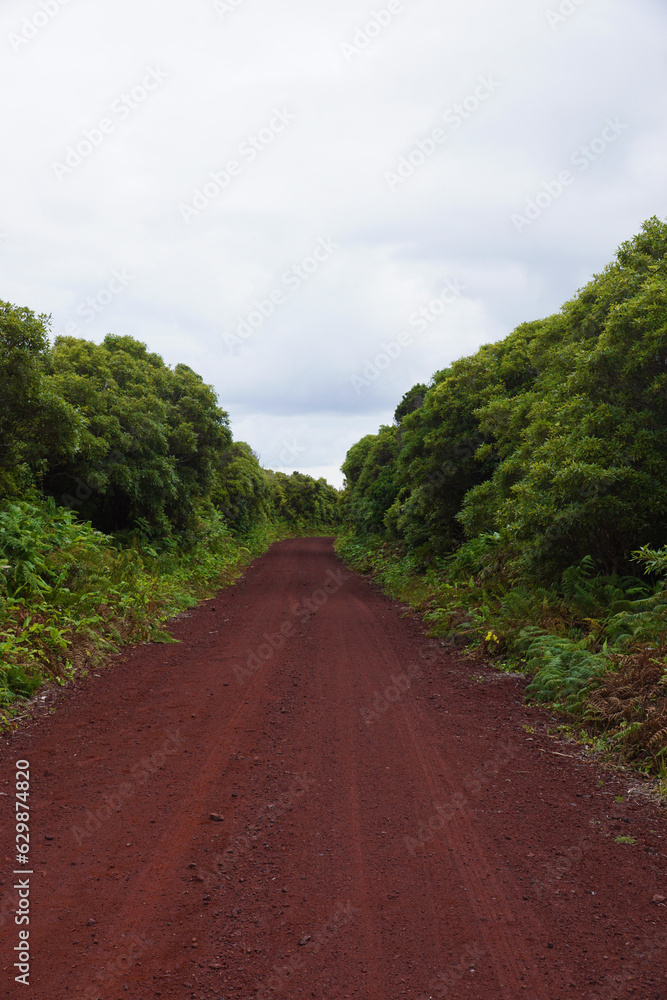 red-brown road in a jungle