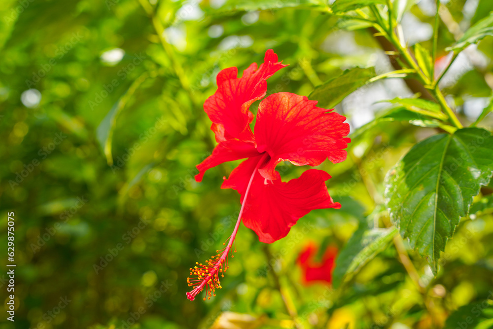 red flower of China rose, rose of Sharon, hardy hibiscus, rose mallow, Chinese hibiscus, Hawaiian hibiscus or shoeblackplant.