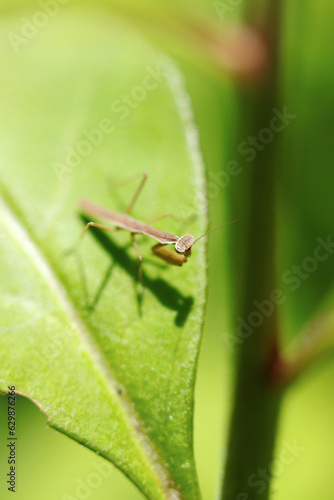 幼虫でもファイティングポーズをとるカマキリ（晴天青葉上・マクロレンズ使用・自然光・接写写真） © SAIGLOBALNT