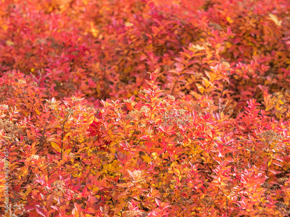 Branches with orange, red and yellow leaves in the autumn park.