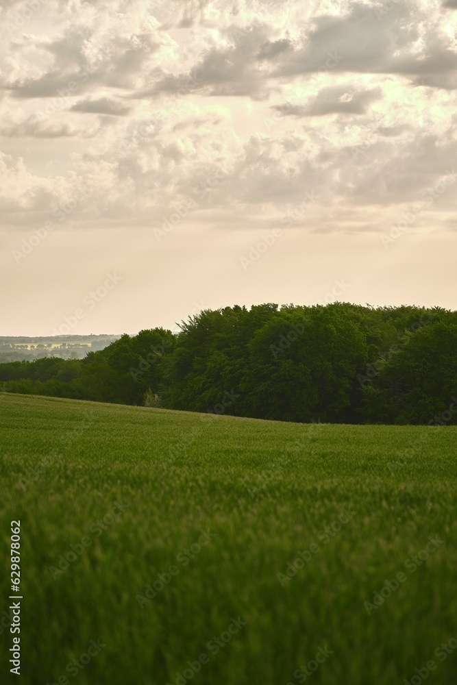 Obraz premium Green field. Agricultural landscape. Path in field of barley grass, green fields and sky, spring landscape