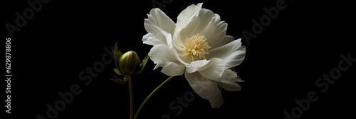 white flower isolated on black background, generative ai