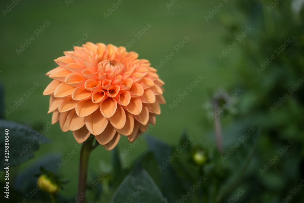 Closeup of orange dahlia flower in a public garden Closeup of orange dahlia flower in a public garden