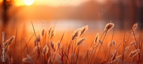 Autumn grass on sunset nature background. Generative AI technology.