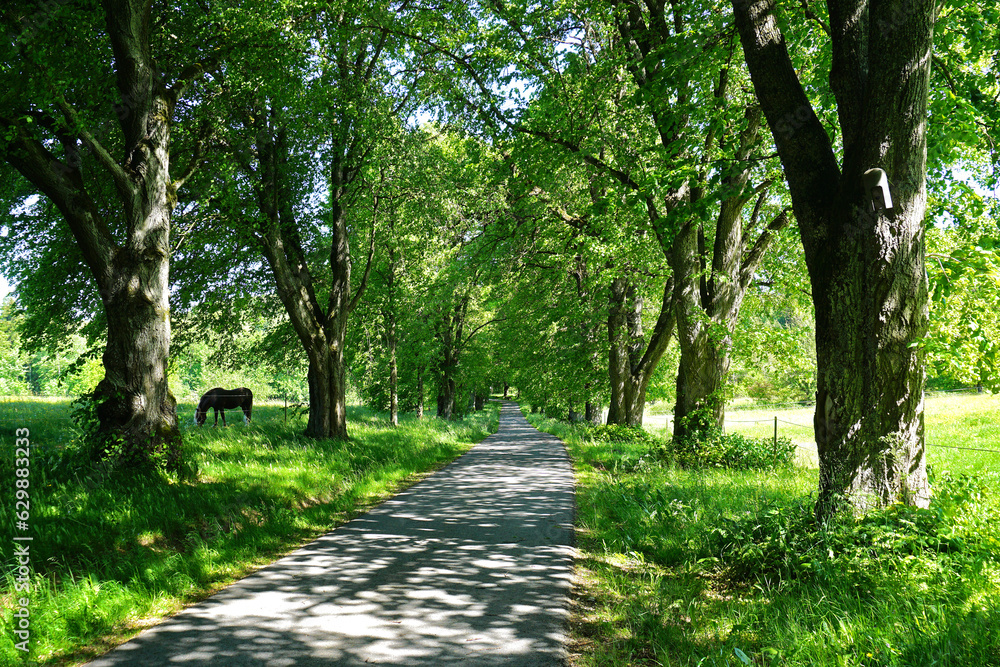 Lindenallee bei St. Johann; Schwäbische Alb; Deutschland Lindenallee bei St. Johann; Schwäbische Alb; Deutschland