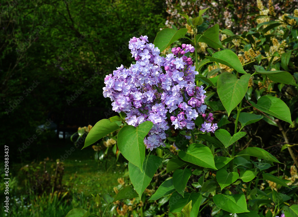Gemeiner Flieder; Syringa vulgaris; common lilac Gemeiner Flieder; Syringa vulgaris; common lilac