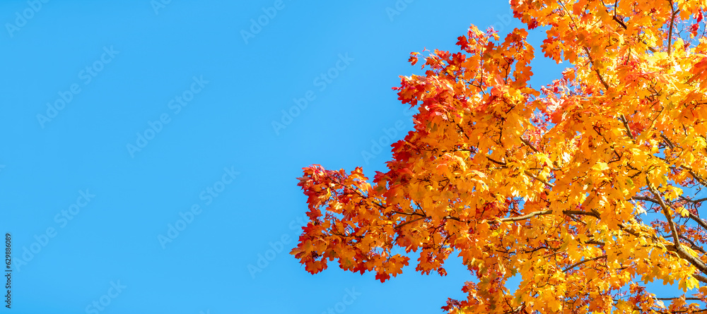 Yellow autumn maple leaves against clear blue sky. Copy space. Sunny weather day. Beauty in nature. Natural fall background. Golden season. Lush crown. Bright orange and red leaf colors Yellow autumn maple leaves against clear blue sky. Copy space. Sunny weather day. Beauty in nature. Natural fall background. Golden season. Lush crown. Bright orange and red leaf colors